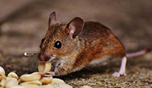 24 Hour & Emergency Exterminators in Sherwood Frst, CA